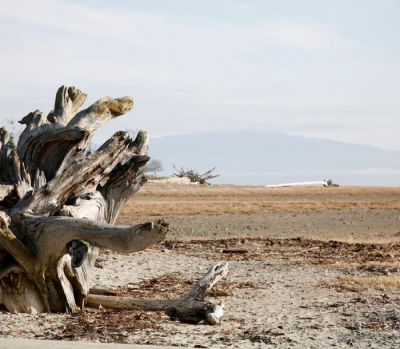 Driftwood on ocean